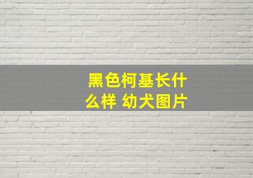 黑色柯基长什么样 幼犬图片